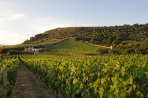 Casa nel vigneto con vista mare Magomadas